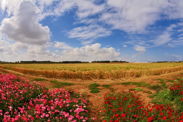 Campos de caramelos — Foto de Stock