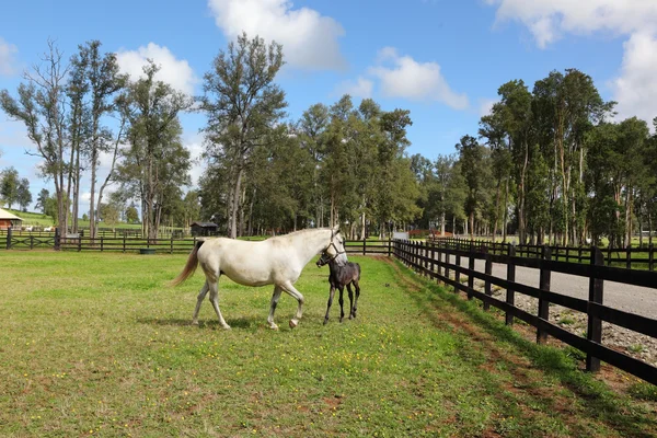 Cavallo bianco e puledro — Foto Stock