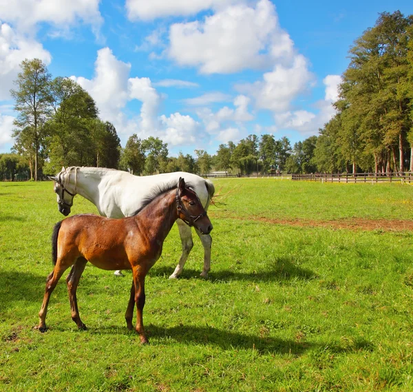 Cavalo branco e potro — Fotografia de Stock