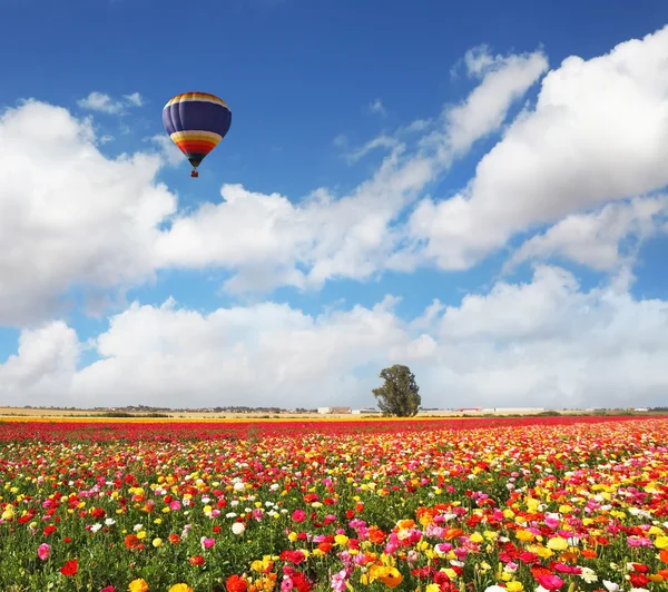 Campo di colorata fioritura ranuncolo — Foto Stock