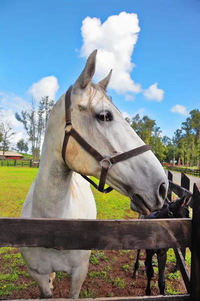 Cabeça bonita de um cavalo branco — Fotografia de Stock