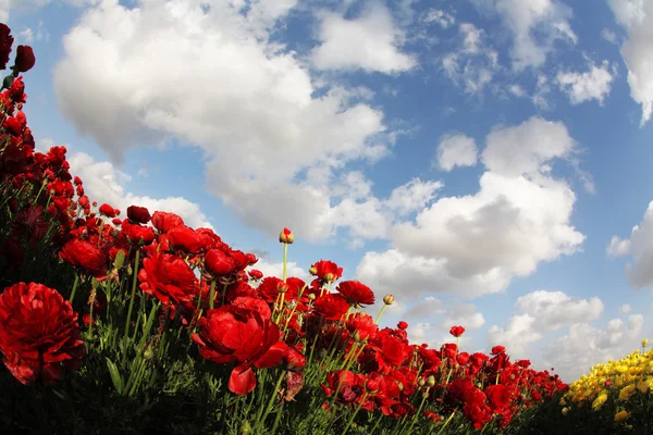 领域的红色春天花园花毛茛 — 图库照片