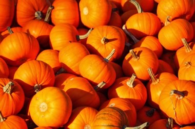 sonbahar tatil - halloween