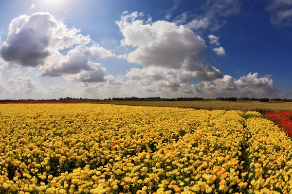 O campo de ranúnculo amarelo brilhante — Fotografia de Stock