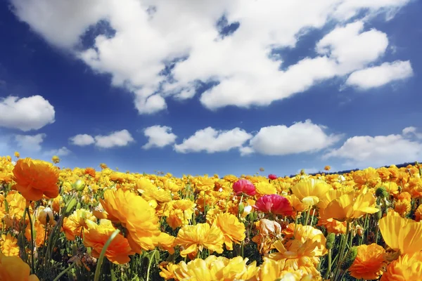 Enormi campi di fioritura ranuncoli giardino — Foto Stock