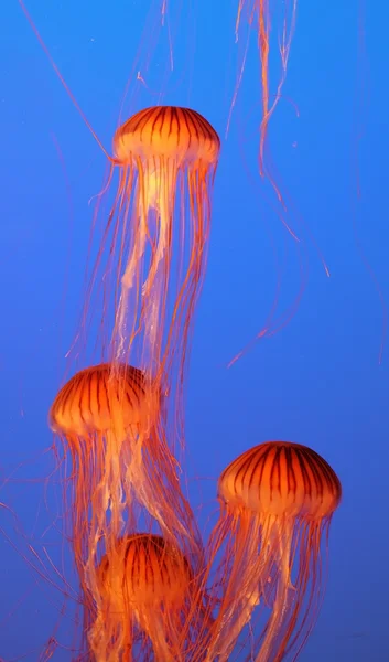 Quatre méduses flottant gracieusement — Photo