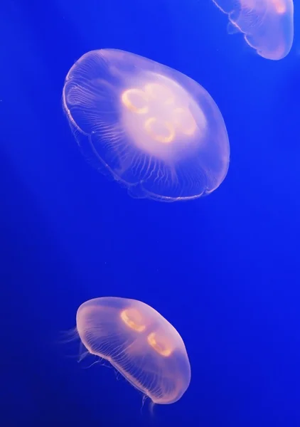 Two translucent jellyfish — Stock Photo, Image