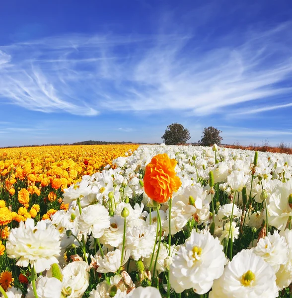 Huge kibbutz field of multi-colored buttercups — Stock Photo, Image