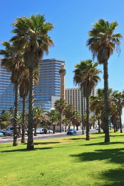 De groene gazon en palm bomen — Stockfoto