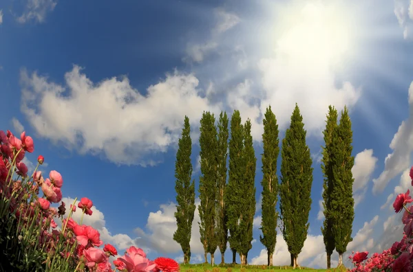 Am Horizont ist die Allee der Zypressen — Stockfoto
