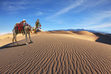 muhteşem dromedary bağırıyor