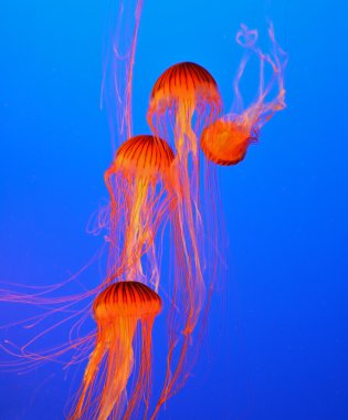 Small red-orange jellyfish clipart