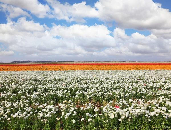 Campos de peônia — Fotografia de Stock