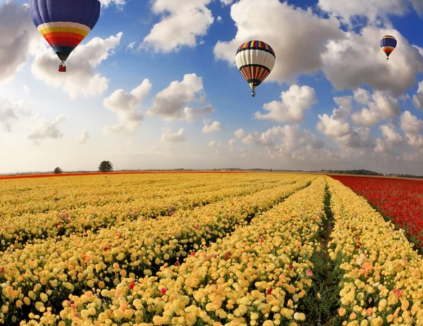 Flerfärgade ballonger flyger — Stockfoto