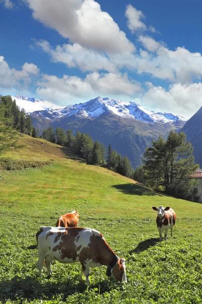 Três vacas gordas — Fotografia de Stock