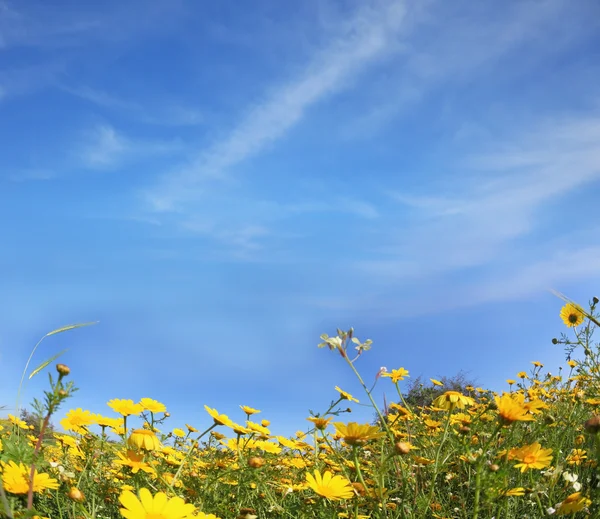 Fioritura fiori gialli — Foto Stock