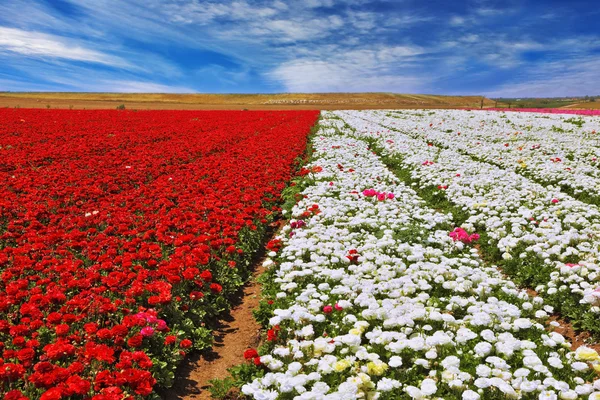 Campo con flores — Foto de Stock