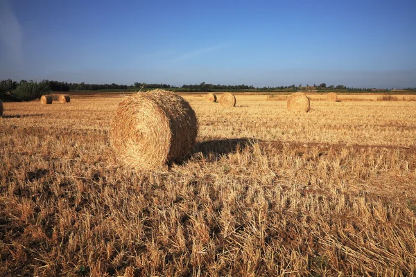 Field after harvest — Stock Photo, Image