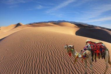  Dromedary koşum takımı ile dekore edilmiş 