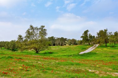 Alan kırmızı çiçekli