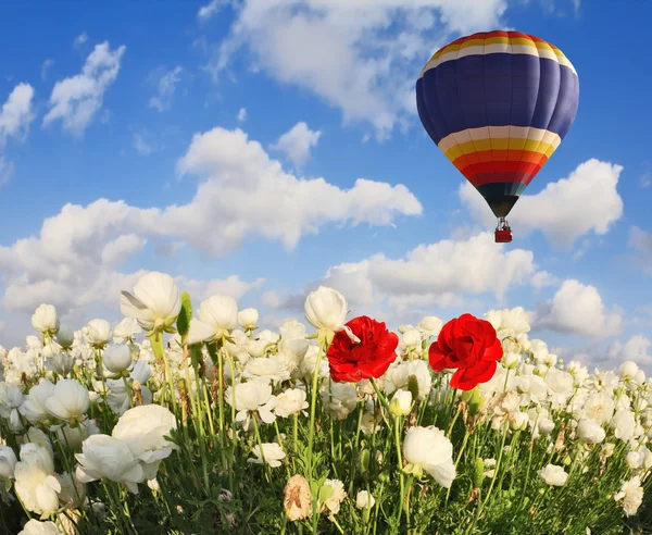 Fält med blommande vita smörblommor — Stockfoto