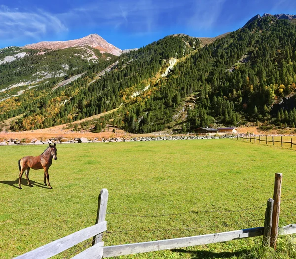 Op vallei begrazing geprepareerde paard boerderij — Stockfoto