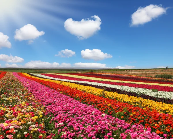 Enorme campo di ranuncoli giardino rosso — Foto Stock