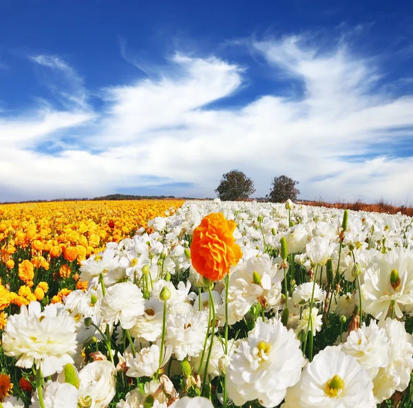 Huge kibbutz field of  buttercups — Stock Photo, Image