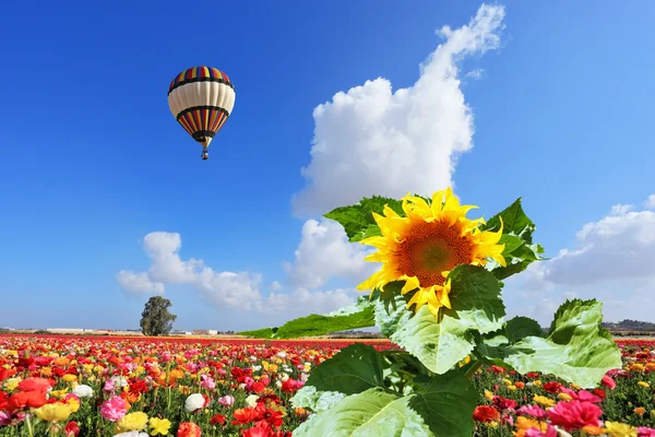 Das Feld wird von Ranunkeln und Sonnenblumen gesät — Stockfoto