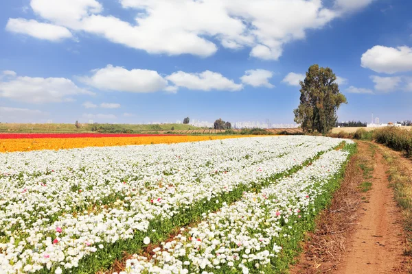 Campo sob flores amarelas e brancas . — Fotografia de Stock