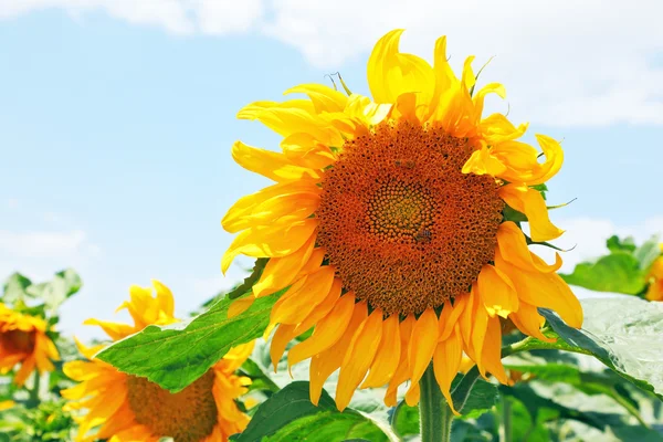 The yellow sunflower head — Stock Photo, Image