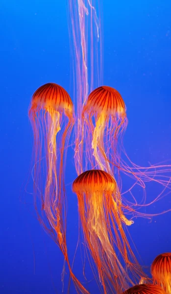 Plusieurs méduses jaune-orange — Photo