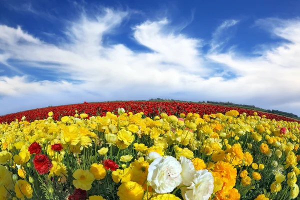 The blossoming garden buttercups Ranunculus — Stock Photo, Image