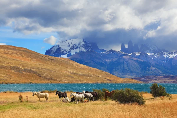 Chilei tó Laguna Azul. — Stock Fotó