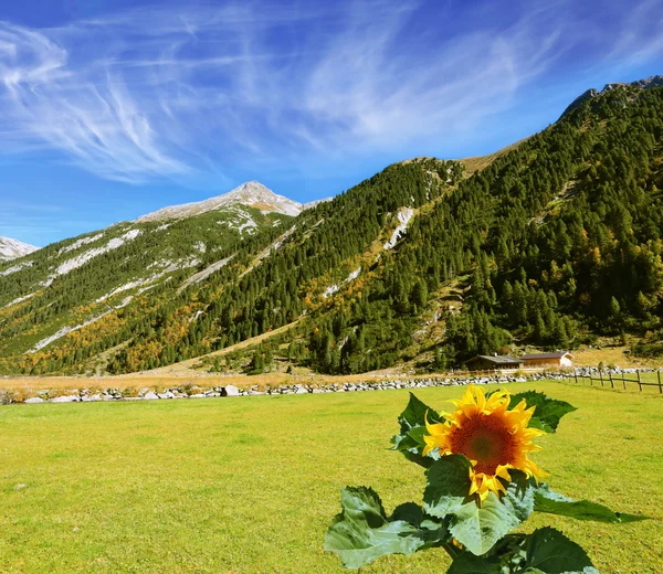 Solrosen växer i fältet — Stockfoto