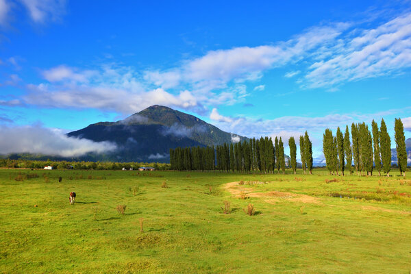 Countryside in Chilean Patagonia. Green fields along the avenue of cypresses grow. Mountain range is visible in the distance