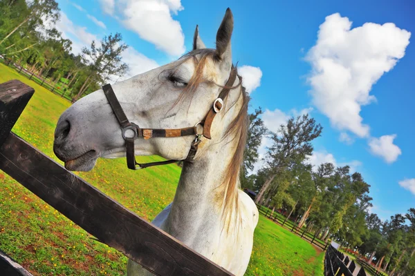 La cabeza de un caballo blanco en un césped verde . — Foto de Stock