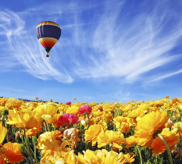 Balloon flies over orange buttercups field — Stock Photo, Image
