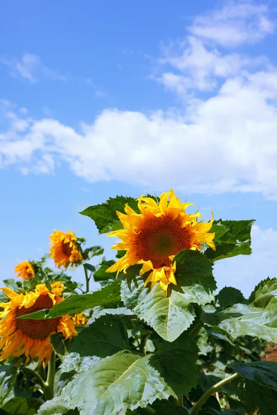 Sunflowers and cloudy sky — Stock Photo, Image