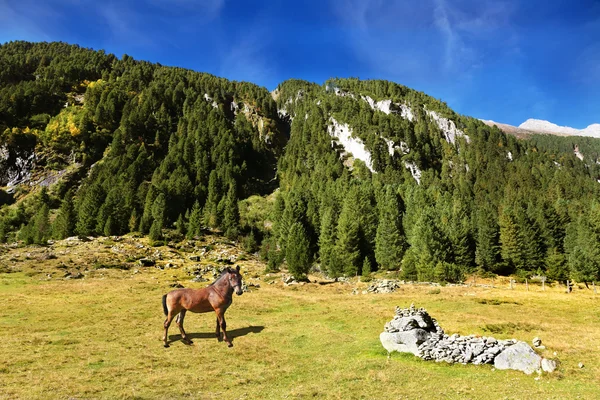 Quinta de cavalos arrumada no relvado verde — Fotografia de Stock