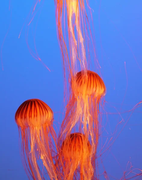 Medusas amarelo-alaranjadas — Fotografia de Stock