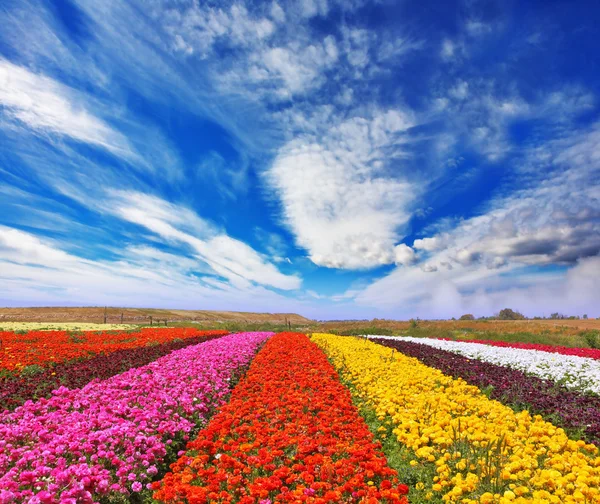 Garten Ranunkeln Feld — Stockfoto