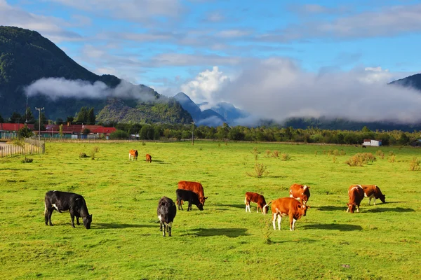 Pastoreio de vaca laranja e preta — Fotografia de Stock