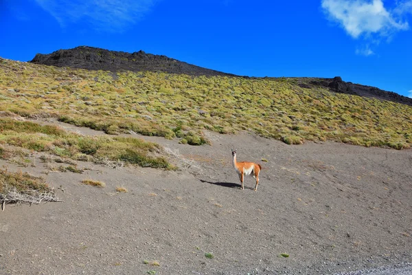 Road between the mountains and vicuna — Stock Photo, Image