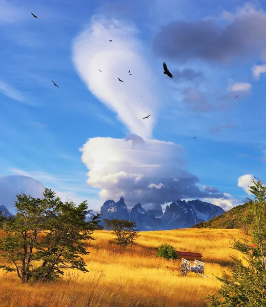 Волшебное облако и стада андских кондоров — стоковое фото