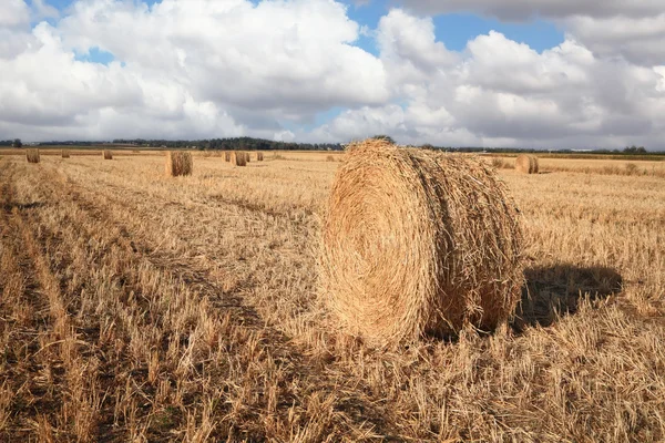 Stacks of collected wheat — Stock Photo, Image