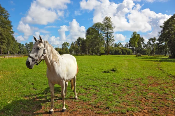 Білий кінь на зеленому газоні — стокове фото