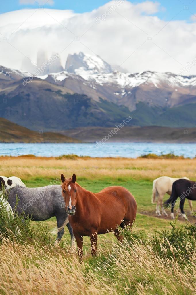 Herd of magnificent horses at lake