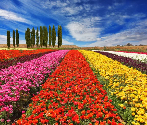 Flowers planted with broad bands