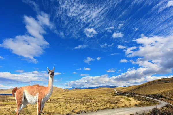 The trusting guanaco -  small camel — Stock Photo, Image